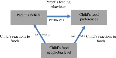 Fig 1: Conceptual Model Of Possible Relationships Between Parents’ Beliefs, Children’s Food Preferences And Children’s Food Neophobia. 