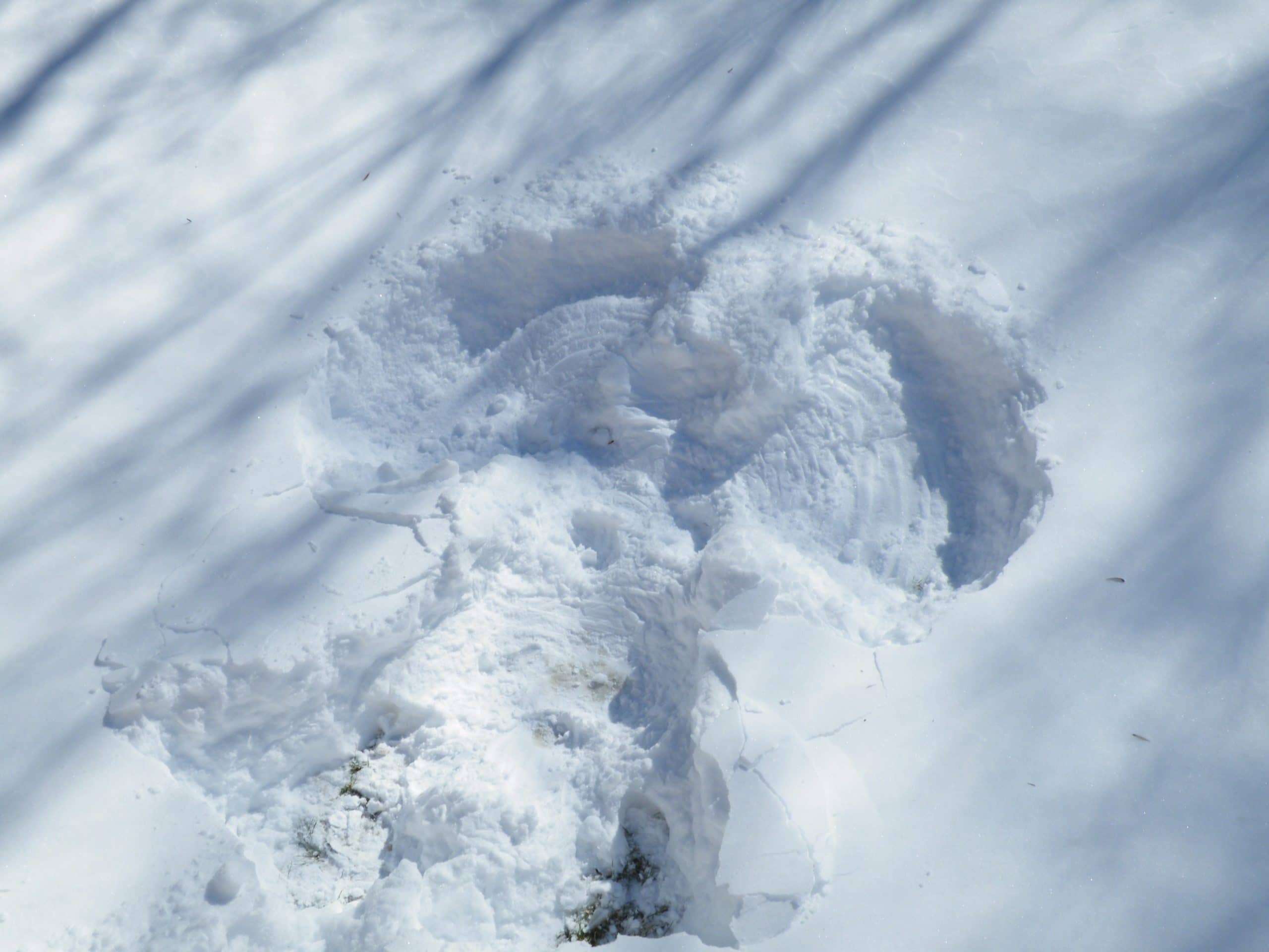 Healing with Snow Angels: A Nurse Coach Reflection