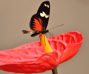 The Gift Of Pause: Insights From The Pandemic Butterfly Gifting The Pause