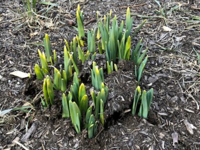 change or growth, flowers beginning to bloom