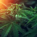 Cannabis Nurse