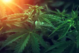 Cannabis Nurse