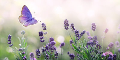 Code Lavender Process Code Lavender: A Holistic Wellness Rapid Response Program