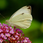 Butterflies I Saw While Awaiting Re-Certification Exam